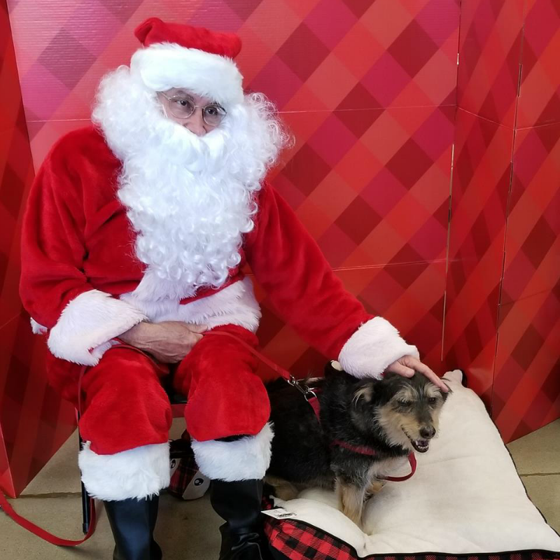 Santa & Dog 1